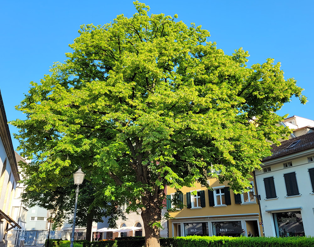 Grosser Lindenbaum auf dem Kirchplatz Altstadt Winterthur