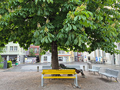 Gelbes "Wie geht's Dir" Bänkli auf dem Kirchplatz